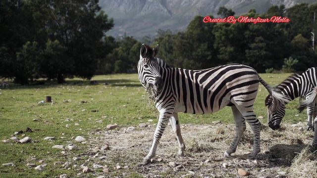 The zebra is a four-limbed mammal смотреть онлайн