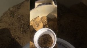 РОЗМАРИН! Способ размножения черенками!100%результат!