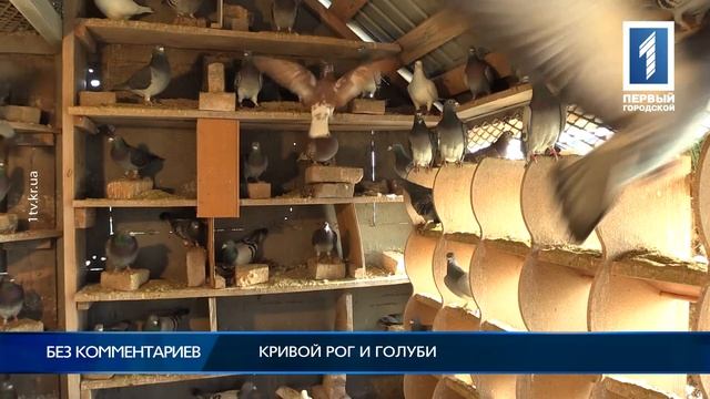 Кривой Рог и голуби смотреть онлайн