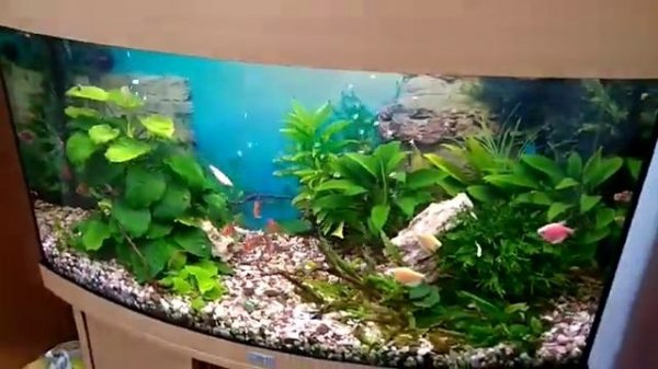 Панорамный аквариум Juwel Vision-180, в оформлении использованы  живые растения