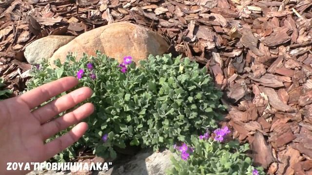 Обзор/ Цветник "Каменный цветок"/ Спустя 3 месяца/#деревня #цветник #лето #красивыецветы #flowers смотреть онлайн