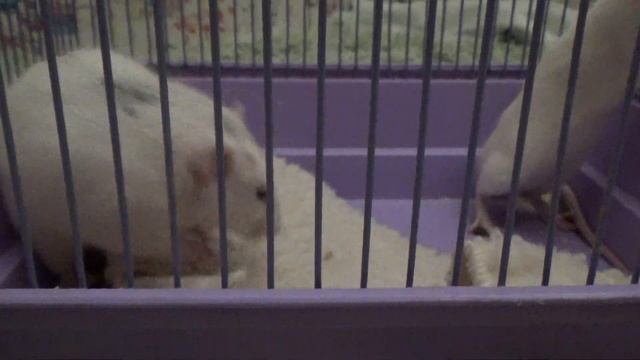 Сселение однополых крыс. Фиаско. смотреть онлайн