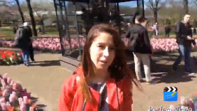 Парк Тюльпанов в Амстердаме смотреть онлайн