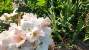 Роза Салли Холмс от Елены Иващенко