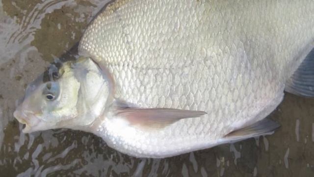 Можно ли есть селитерную рыбу? Ответ вас удивит! смотреть онлайн