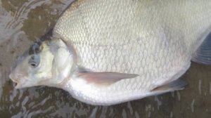 Можно ли есть селитерную рыбу? Ответ вас удивит!