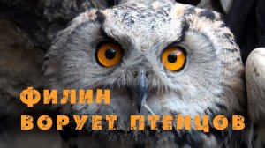 Филин ворует птенцов сокола-балобана [Горный Алтай]. Сайлюгемский национальный парк. Птицы Сибири.