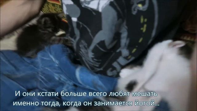 Блоги котят 5. Как приучить котят ходить в песок и не убить их раньше. Как растут котята 2 месяц смотреть онлайн