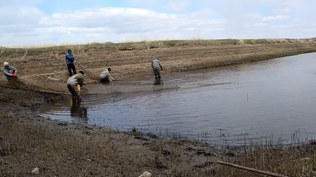 Облов пруда неводом и зарыбление нагульных прудов. Карагандинский рыбопитомник смотреть онлайн