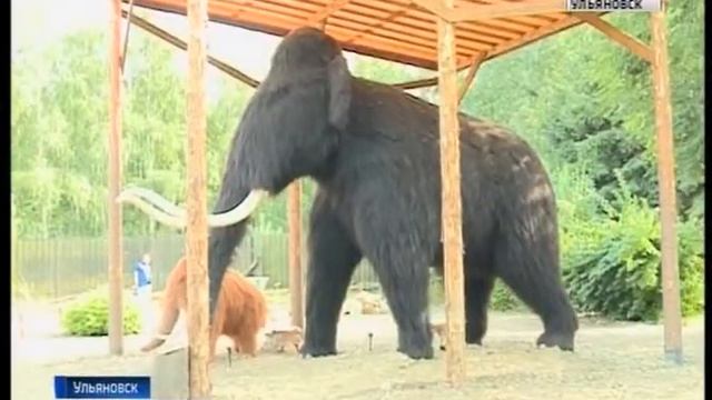 Австралийские страусы в Винновской роще смотреть онлайн