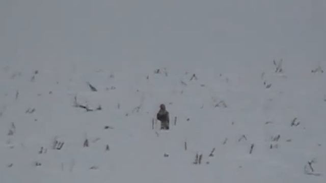 Birding Slovakia - Buteo lagopus - Myšiak severský смотреть онлайн