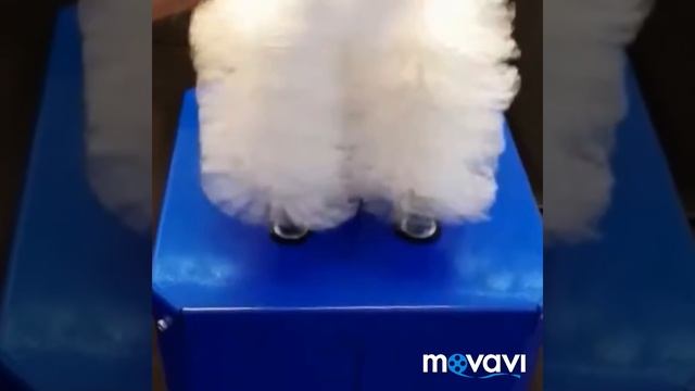 Машина для натирки полировки бокалов 99900 рублей смотреть онлайн