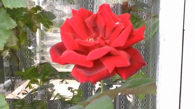 Papa Meilland rose flowering in a container. смотреть онлайн
