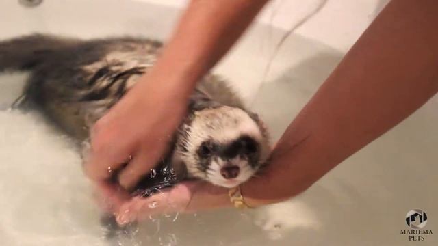 Как купать хорька | Хорек Рикки плавает | How to bathe your ferret | Rikki the Ferret is swimming смотреть онлайн