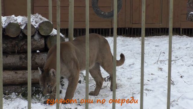 Земля прайда. Парк львов смотреть онлайн