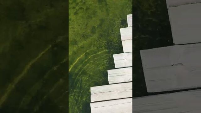 Лягушке по кайфу прозрачная вода в пруду спустя 8 дней после запуска биоплато | ПРУД ПРУДИ смотреть онлайн