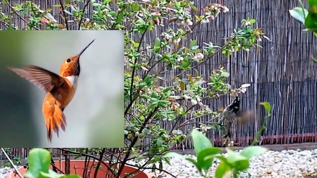 В Австралии есть Колибри? ? Австралийский Медосос ?