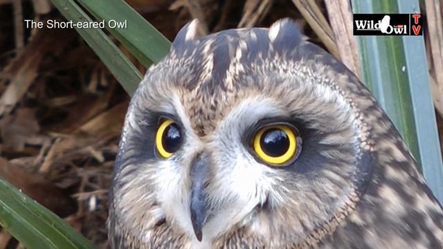 An Introduction to the Short-eared Owl (Asio flammeus) - by Wild Owl смотреть онлайн