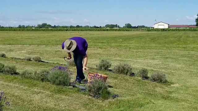 Starting Our Organic Lavender Farm | Lavender Butterflies Boutique смотреть онлайн