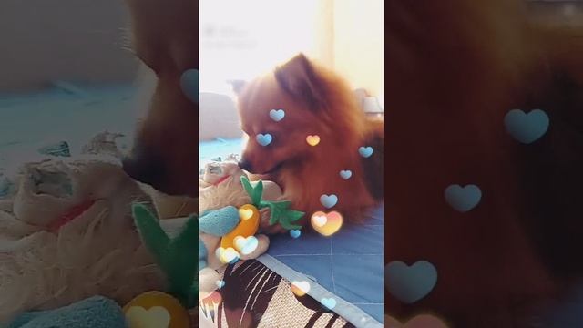 Адам и его любимая игрушка