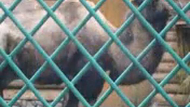 Прогулка по Ленинградскому зоопарку смотреть онлайн