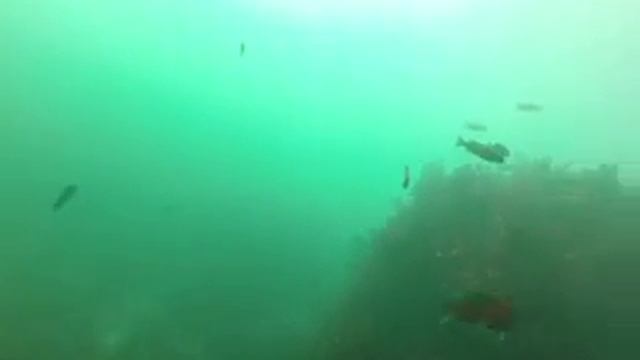 Fishies 3 смотреть онлайн