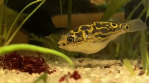 🐡Тетрадон ВОСЬМЕРКА 🐡