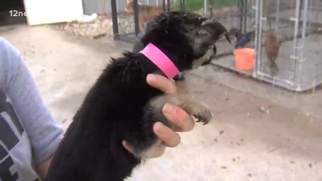 'Penelope' would be a perfect gift this holiday season смотреть онлайн