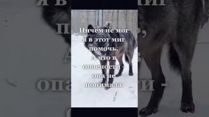 стих про жизнь волка и охотника