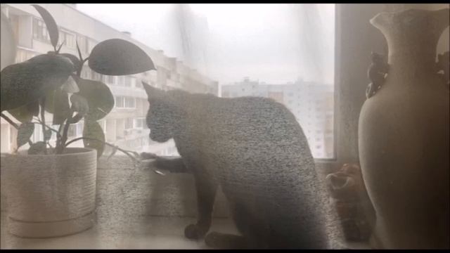 Бася и фикус смотреть онлайн