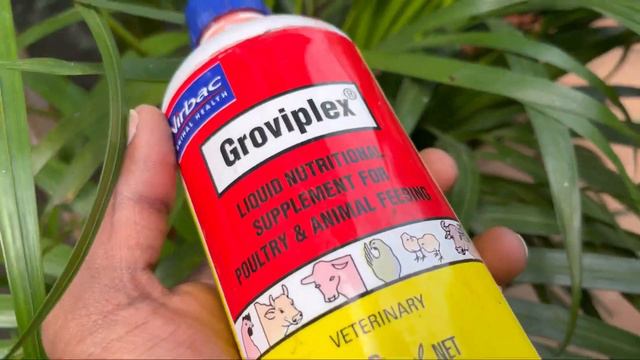 GROVIPLEX Medicine usage details. Medicine for exotic birds/parrots/pigeons/all kind of pets. смотреть онлайн