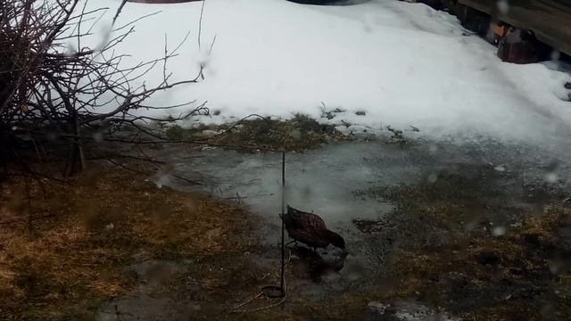 Первое вызаривание подсадной уточки в 2023 году. смотреть онлайн