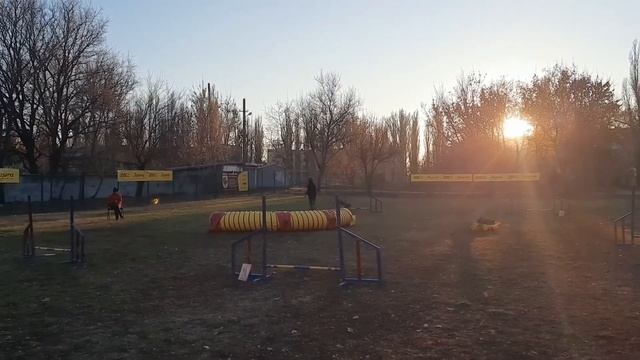 Бельгийская овчарка Малинуа Аджилити(9 month) | Belgian Shepherd malinois Agility. Lava Helen's Yar смотреть онлайн