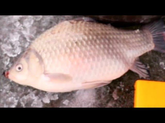 Зачëтный Карась Зимняя рыбалка смотреть онлайн