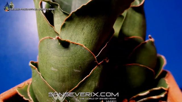 Sansevieria 'Star Rose' смотреть онлайн