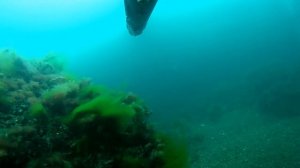 подводная охота на каспии 2020