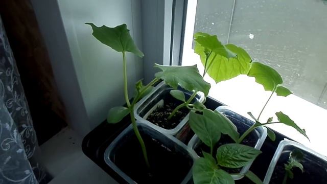 Рассада перцев и баклажан в ожидании высадки смотреть онлайн