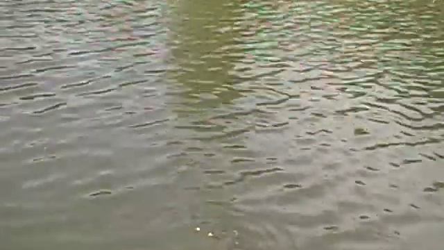 Кольцово кормим карпов смотреть онлайн