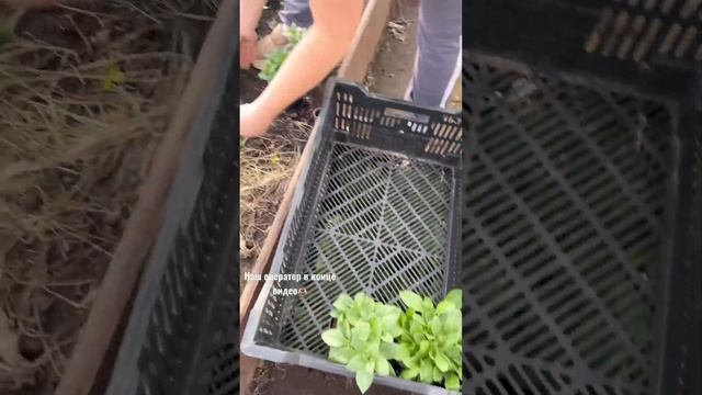 Наши цветы?? #рассада #огород #цветы #петунии #дача #петуния #петунияизсемян#рассадапетунии смотреть онлайн