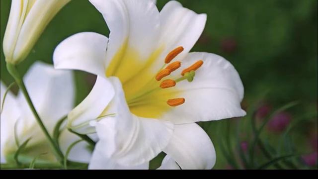 Top 10 Lilies! смотреть онлайн
