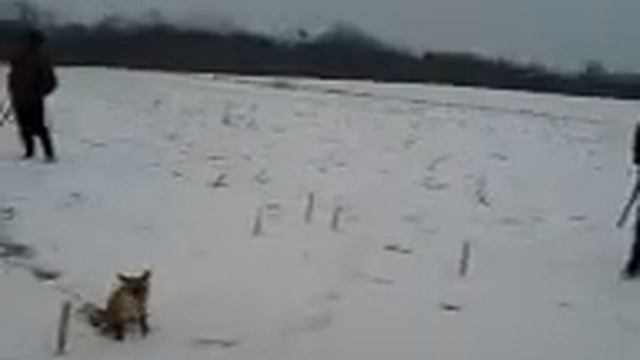 Lov na lisicu 2010 смотреть онлайн