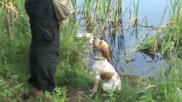 Апорт на жив пъдпъдък от вода - епаньол бретон.mpg смотреть онлайн