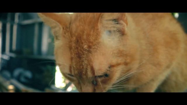 Canon EOS M50 Mark II - Cinematic Test Footage with the Outdoor Cat смотреть онлайн