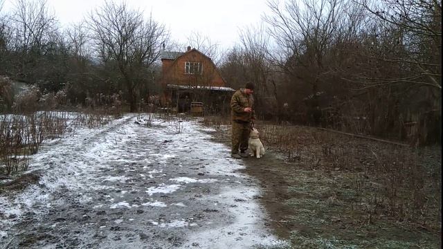 Как приучить Алабая выполнять команду ко мне! смотреть онлайн