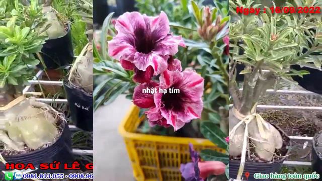 Sứ thái giá rẻ, hoa đẹp, củ to, quái đang rực hoa ngày 16/09/22. Liên hệ: 0981.813.055 #adenium смотреть онлайн