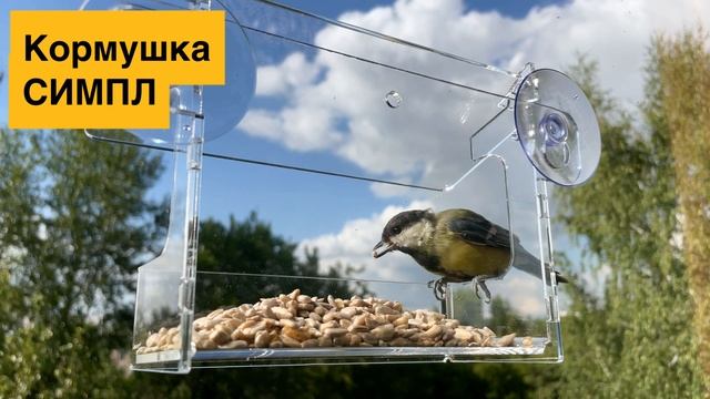 Синичка летом прилетела за семечками на кормушку СИМПЛ смотреть онлайн