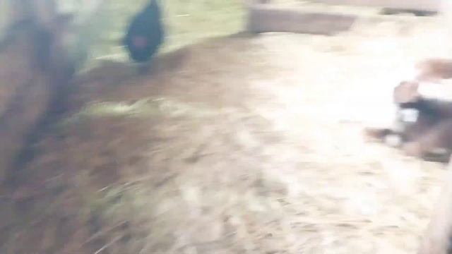 Дойка.Сбор яиц на проверку на оплод смотреть онлайн