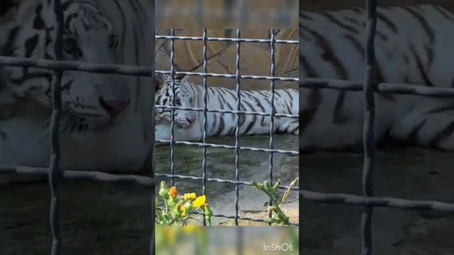 ALBINO TIGERS! THE RAREST SHOTS. ТИГРЫ АЛЬБИНОСЫ! РЕДЧАЙШИЕ КАДРЫ. #Shorts смотреть онлайн