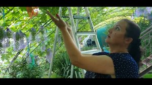 обязательно это сделайте для сохранения урожая!. Сетка для винограда и её применение.