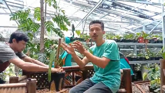 Epipremnum Giganteum Variegated Recondition